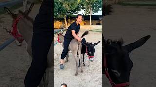 pet donkey trending donkey horse animals donkeyfarm horselover shorts foryou fyp [upl. by Eerased]