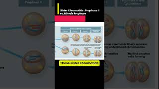 Sister Chromatids Prophase II vs Mitosis Prophase [upl. by Annhoj815]