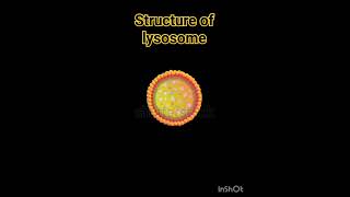 Structure of lysosome lysosomes structure  Lysosome Structure And Functions  Class 11 Biology [upl. by Rehpotsrihc]