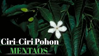 Ciri pohon mentaos di alam liar  Pohon untuk sambung anting putri [upl. by Tsai567]