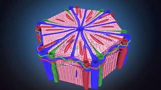 S3DMediMagic for Histology Histology of Liver [upl. by Froehlich191]