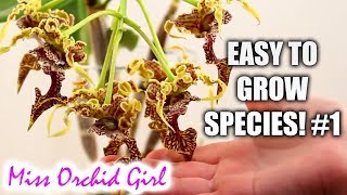 Orchid Species for beginners easy to care for 1  Aeranthes Dendrobium amp more [upl. by Buell]