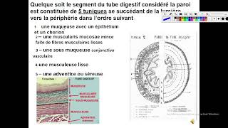 UE2 Histologie Digestiveبالعربية  2 Histologie de Tube Digestif Part 1 [upl. by Anelyak]