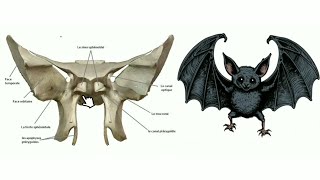 Anatomie de los sphénoïde [upl. by Falito]