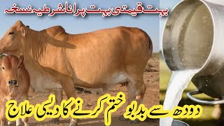 Smell in Cow and Buffalo Milk Treatment  Remove Bad Smell From Animals Milk [upl. by Ammann]