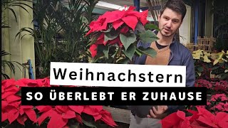 Weihnachtssterne richtig pflegen  Diese Temperaturen braucht er [upl. by Stephenson]