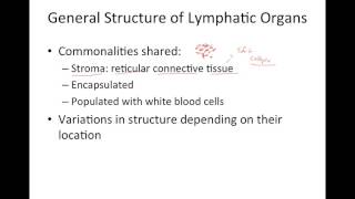 Overview of the Lymphatic System and Thymus Gland [upl. by Llesig]