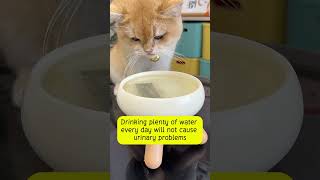 How to make catnip tea for cats [upl. by Connie]