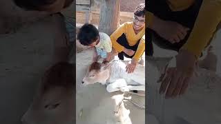 Gao cow 🐄 lovers cute girl 😍 avi my village vlogs channel subscribe like please share cow [upl. by Neelyam]