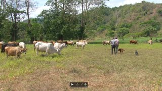 Beneficio del manejo y rotación de potreros Pastoreo Racional Voisin PRV [upl. by Jaynes]