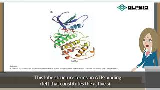 Protein Phosphorylation  GlpBio [upl. by Assiram634]