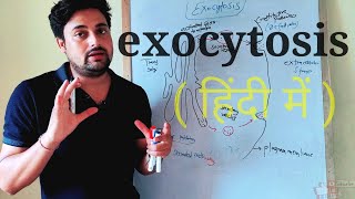 exocytosis in hindi  exocytosis explained  हिंदी में [upl. by Isma]