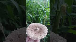 Parasol near a field of corn balkanmountains in Albania Edible and super tasty💞 puke albania v [upl. by Icyak]