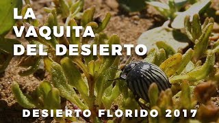 Desierto Florido de Atacama  La Vaquita del Desierto  Versión Corta [upl. by Ynaiffit480]