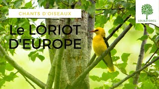 🎶🐦CHANTS DOISEAUX  le LORIOT DEUROPE Oriolus oriolus  Eurasian Golden Oriole [upl. by Tito]