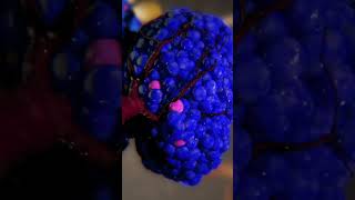 Embryonic Development of the Islets of Langerhans  science medical scientificanimation [upl. by Aseena69]