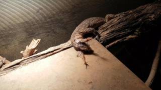 Timor monitor Varanus timorensis feeding [upl. by Ivon644]