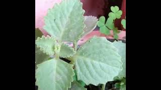 Ajwain plant ke fayde hi fayde🪴 Sakhi Garden🪴 like share subscribe🪴🙏🏻 [upl. by Oilcareh]