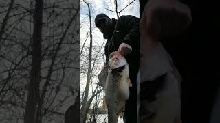 Huge Bucketmouth caught with light tackle [upl. by Olraced]