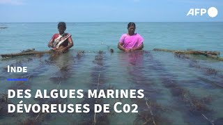 Inde la quotculture miraclequot des algues marines dévoreuses de C02  AFP [upl. by Irahs967]