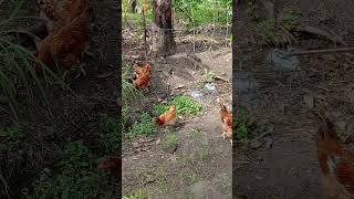 Partial free range for my sasso chickens JordanCypher256 Lets Farm 🤗 [upl. by Sabine]