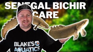 Senegal Bichir Care Guide  Feeding Care Tank Set Up and Breeding Dinosaur Bichir Fish [upl. by Olathe789]