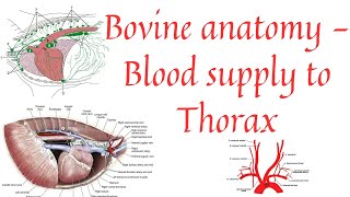 Blood supply to thorax  Aorta  Brachiocephalic trunk  Common carotid artery [upl. by Glory]