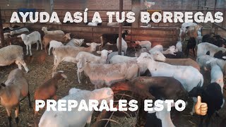 DIETA PARA BORREGAS EN LACTANCIA 🐑  FÁCIL DE HACER 🤠👍🏻 [upl. by Simetra]