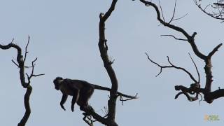 Redcapped mangabey is calling for attention at Dublin Zoo [upl. by Notlef]