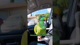 Charlie Murphy the Parrot Opera and noise riding down the street parrot birds pets [upl. by Vina751]