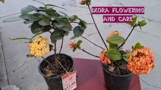 Ixora Flowering and Care [upl. by Lara]