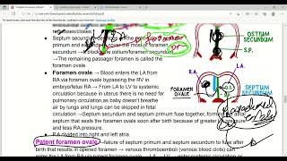 Development Of Heart Part2  Heart embryology  Cardiovascular system  First Aid Lectures  Lec2 [upl. by Arnaldo164]