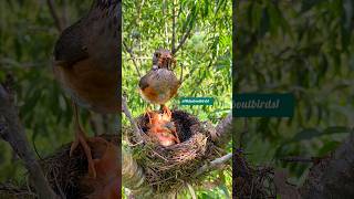 mother bird feeding babies birdlife [upl. by Eimarrej103]