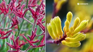 PATA DE CANGURO La planta de clima mediterráneo que buscas para tu terraza o jardín  Jardinatis [upl. by Acey]