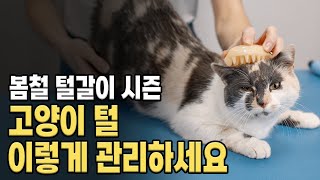 고양이 브러싱 제대로 해주고 계신가요 내 고양이에게 맞는 털관리 방법을 배워보자 [upl. by Casper]