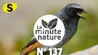 CHANTS DOISEAUX LEÇON 4 No 137 [upl. by Ynnob]