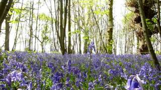 BLUEBELL WOODS  A PERFECT DAY IN ENGLISH COUNTRYSIDE SPRING FLOWERS IN MAY [upl. by Remot870]