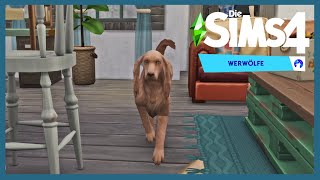 Sims 4  Werwölfe 060  Hund [upl. by Kassi739]