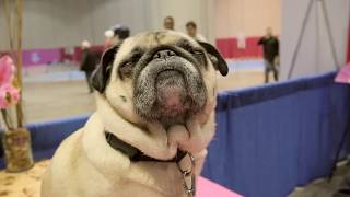 2014 AKC Eukanuba National Championship Preview [upl. by Romelle]