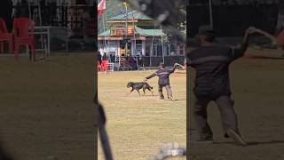 Rabid dog in Chamba peepalfarm [upl. by Groves]