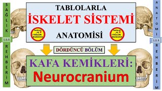 4İskelet Sistemi Anatomisi Kafa kemikleri Neurocranium Beyni Çevreleyen Kemikler 1 [upl. by Uhej]