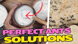 Try This Boric Acid amp Baking Soda Solution Today – Homemade Ant Killer [upl. by Salmon189]