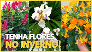 5 PLANTAS QUE FLORESCEM NO INVERNO  Deixe o jardim mais colorido na estação mais fria do ano [upl. by Jakoba]