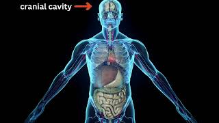 ANATOMICAL POSITION CAVITIES PLANES OF SECTION educationalvideos informationalvideo information [upl. by Kcirtap]