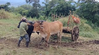 Así se trabaja con bueyes y carreta en el valle de Zapotitan El Salvador 🇸🇻 [upl. by Auhsot676]