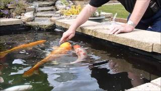 Koi Pond and feeding Prawns [upl. by Ellehcear]