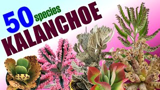 50 KALANCHOE SPECIES  HERB STORIES [upl. by Delamare581]