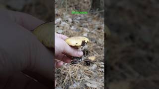 Маслюк звичайний Suillus luteus mushroom ліс nature mushroomforest fungi [upl. by Siroled543]