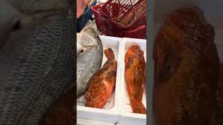 🇮🇹 🦞🦐 Poisson italien de haute qualité🦐🦞🇮🇹 [upl. by Eldwon]