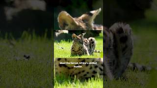 Serval Wild Cat Amazing Hunter of Africa  Leptailurus serval Serval Jumping Ability [upl. by Lerrej]